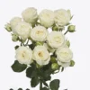 127709-1.webp