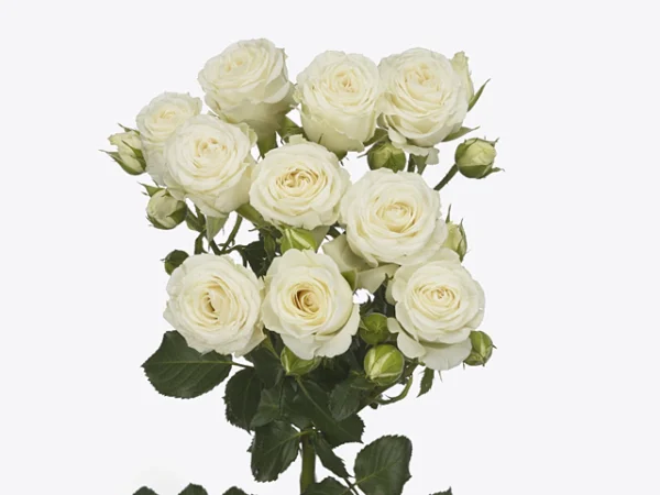 127709-1.webp
