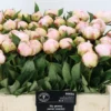 Paeonia-Florence-Nichols-1200×0-c-default.webp