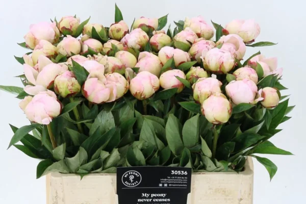 Paeonia-Florence-Nichols-1200×0-c-default.webp