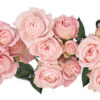 Princess20Fairy20Kiss20Spr20garden20roses20point20of20cut-400×256.jpg
