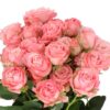 Rose-Spray-Madam-Bombastic-60cm-3.jpg