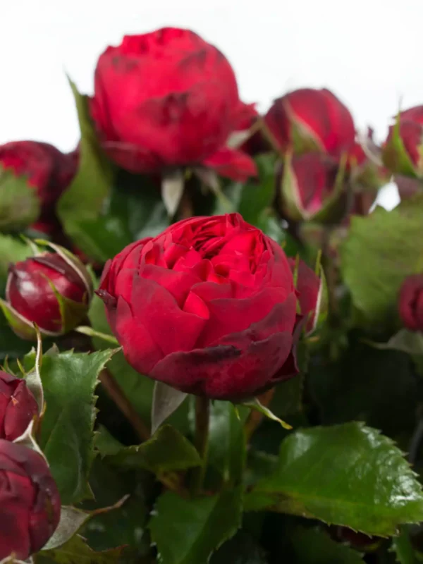Rosen-Piano-rot-1.webp