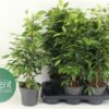 X2159212_H_1.jpg