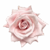 sweet-escimo-roses-2-300×300-1.png