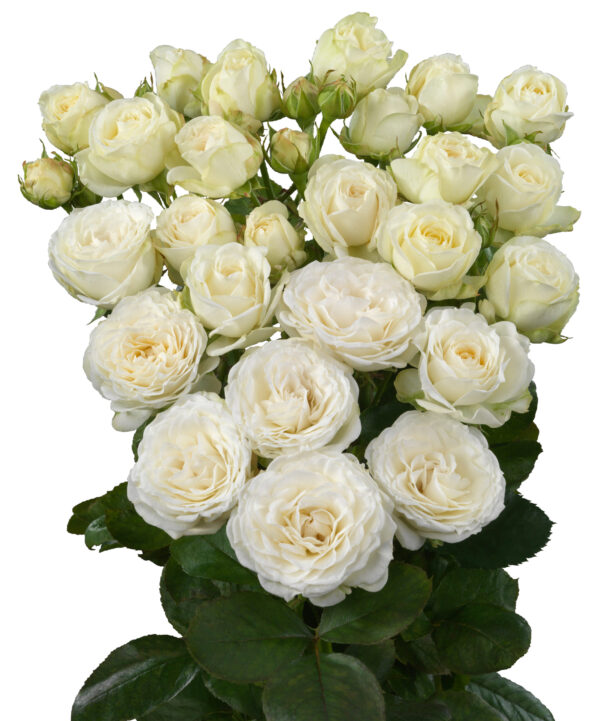 white-lilac-princess-bombastic-scaled-1.jpg
