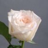 233c37ed_5f1029b46955a-300×300.jpg