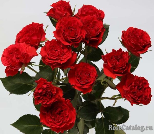326e9759.jpg