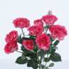 Bella-Linda-Cerise-500×500-1.png