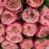Northanger-abbey-close-up.webp