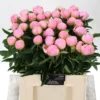 Paeonia-Dinner-Plate-2400×0-c-default.webp