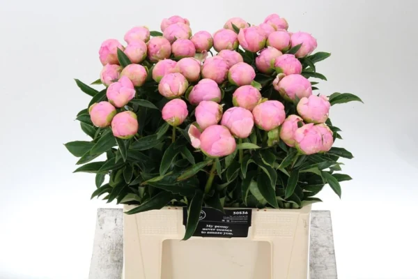 Paeonia-Dinner-Plate-2400×0-c-default.webp