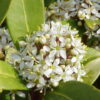 Skimmia_reevesiana1.jpg