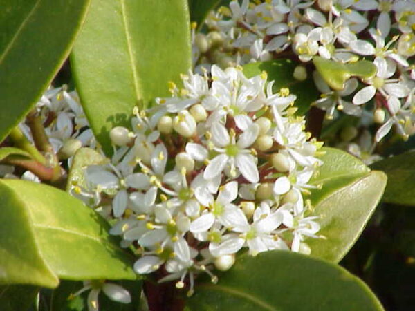 Skimmia_reevesiana1.jpg