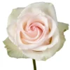 ragazza-1-400×400.webp