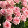 rose-satori-cut-flower-on-thursd-header.jpg