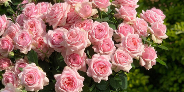 rose-satori-cut-flower-on-thursd-header.jpg