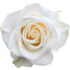 0022254_rose-vendela_510-1-300×300.jpeg