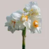 Abba1.webp