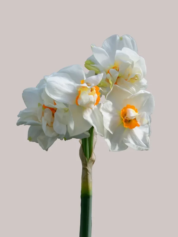 Abba1.webp