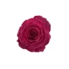 Dailyflowermarket-Hot-Pink-Rose-Hot-Spot-1-300×300.webp