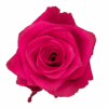 VIPink_HotPink_SingleSt_X_1.png