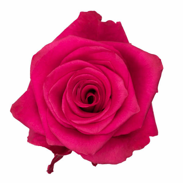 VIPink_HotPink_SingleSt_X_1.png