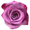 imagesqtbnANd9GcS1cbB9LCx6EqiJON89t6Xlkvg2K-h9L6a_wQs.jpg