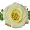 imagesqtbnANd9GcTBb7ngp2OKeMLp1G_Za8_ORsk1iJKVpjuFrgs.jpg