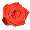 nina-33016a87.png