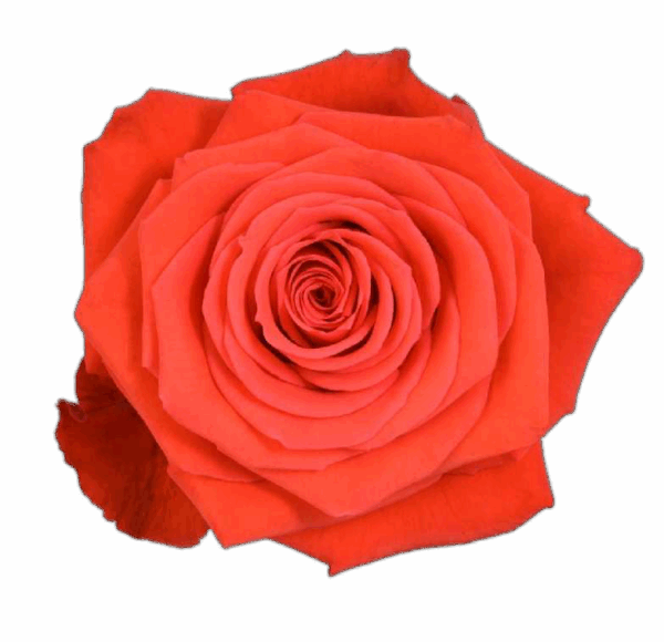 nina-33016a87.png