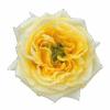 sunny-days-roses.png