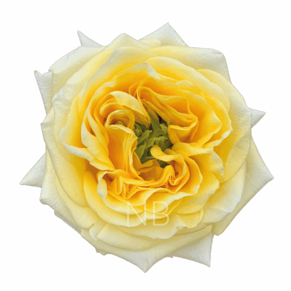 sunny-days-roses.png