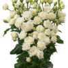 white-lilac-josephine-scaled.jpg