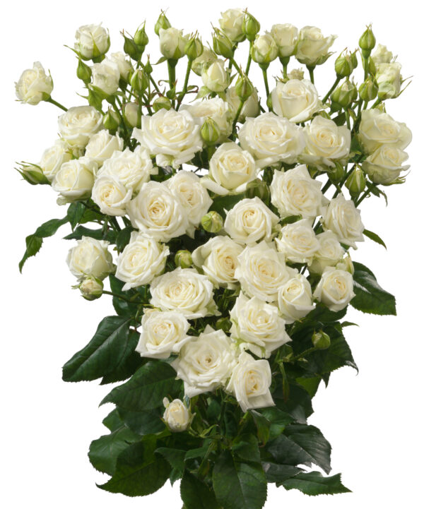 white-lilac-josephine-scaled.jpg