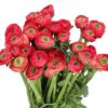 RANUNCULUS-CLOONY-CHARLESTON-40cm.jpg
