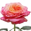 country-aquarell-8ce89519.webp