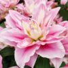 lilium-dreamline.jpg