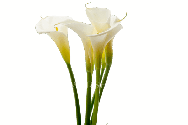 328A7954-1000×667