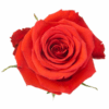 Nina-1-1-300×300.png