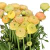 RANUNCULUS-AAZUR-CHAMPAGNE-40cm-2