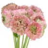 RANUNCULUS-PON-PON-HERMIONE-40cm-7.jpg