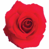 Senti-French-Kiss-1109×1200-1.png
