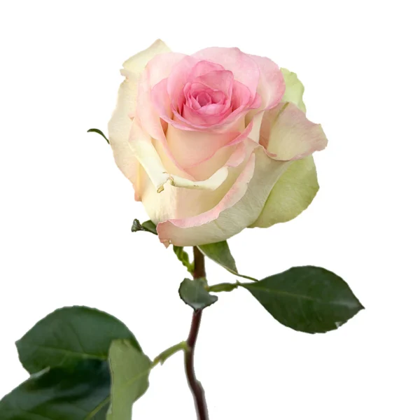 Wholesale-Swan-Roses.webp