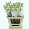 X2225316_H_1.jpg