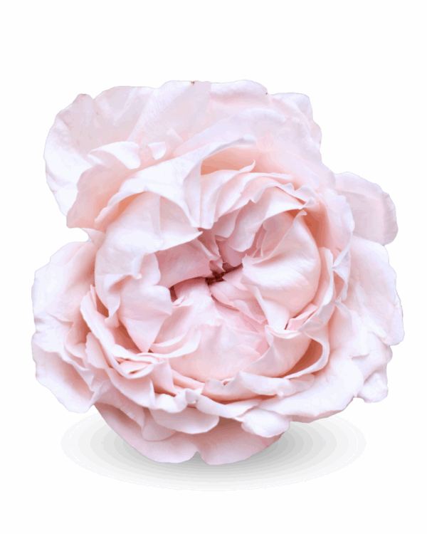 bridal-tiara-1.png