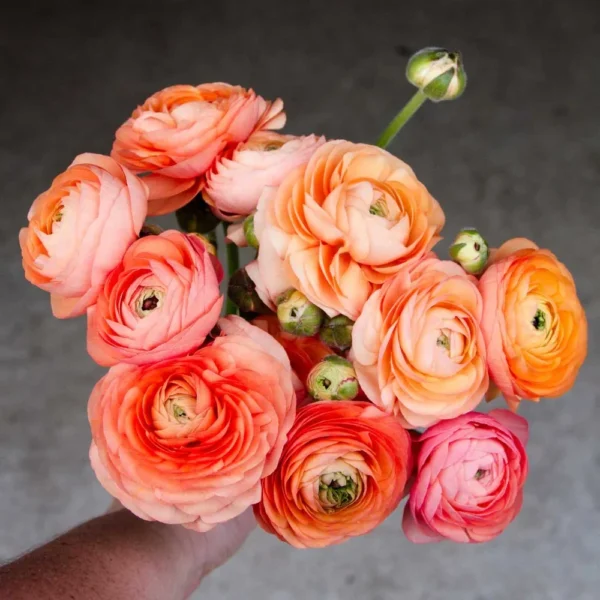 ranonkel-tango-high-xnd3ez.webp