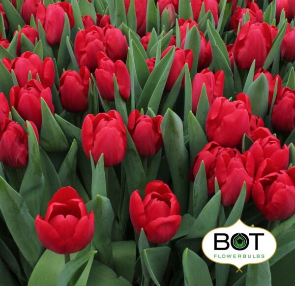 tulp_love_train_kist.jpg