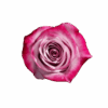 08-DEEP-PURPLE-1-300×300.png