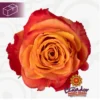 0e2bdf36-aad7-443e-90ae-86e3e3c29d63.webp